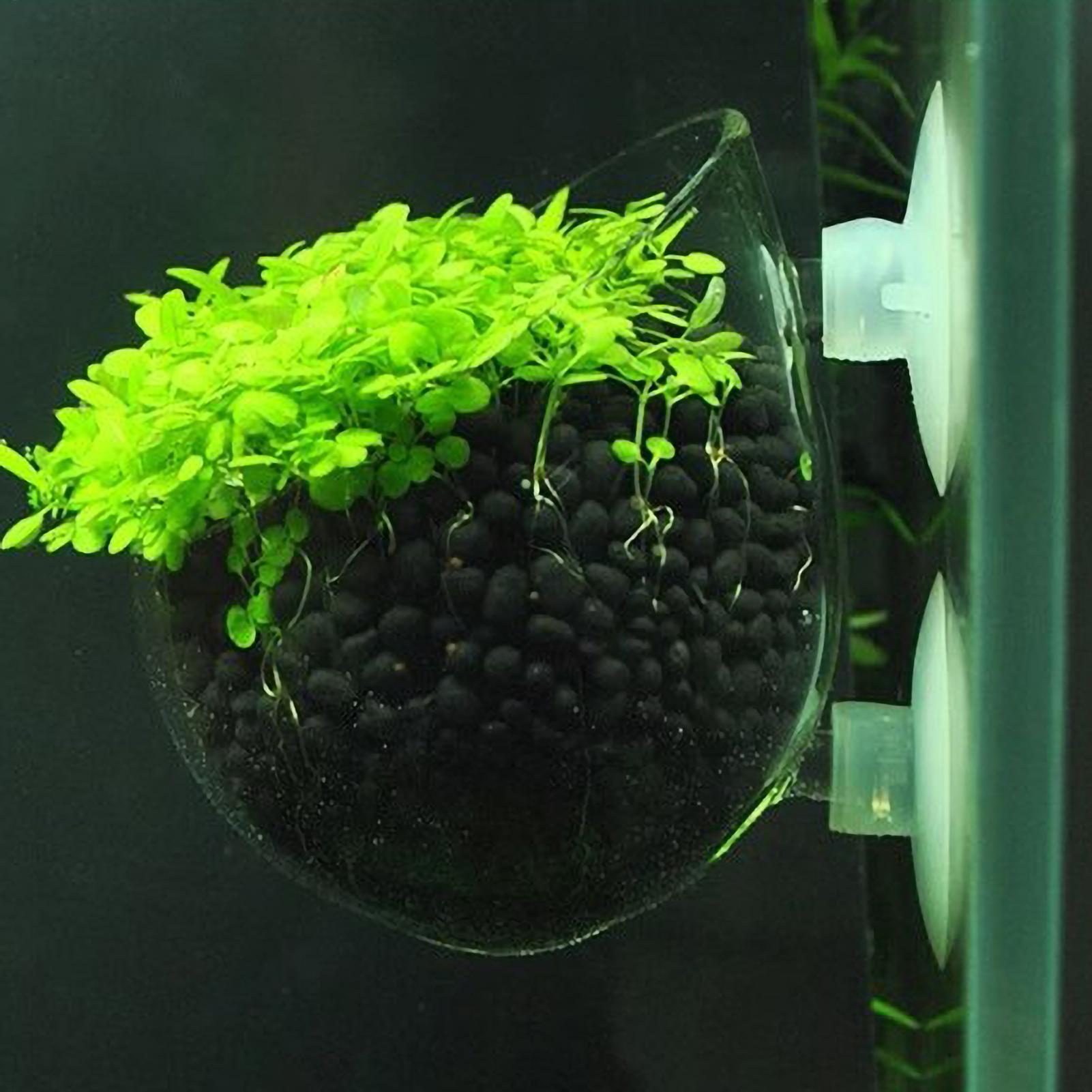 Aquarium Fish Pot - Aquarium-Pflanzenhalter Glas-Wasserpflanzentopf mit Saugnäpfen Lebende Pflanzen