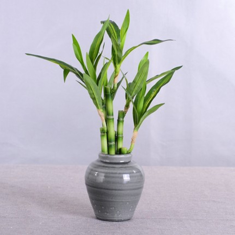 Neue 40 cm rFtificial Lucky Ba – Aquarium Fish Land Bewertung und Preis