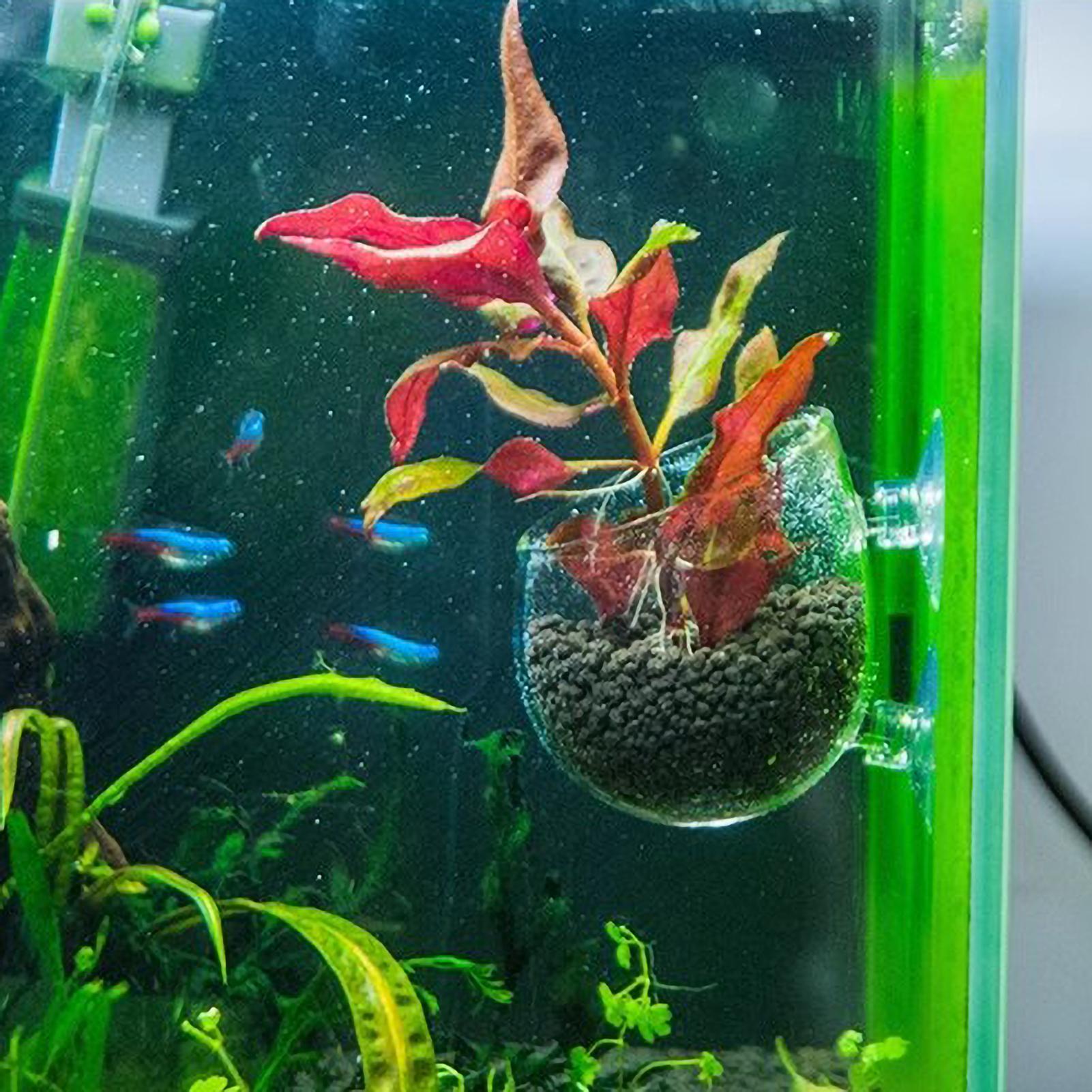 Aquarium-Pflanzenhalter Glas-W – Aquarium Fish Pot Bewertung und Preis
