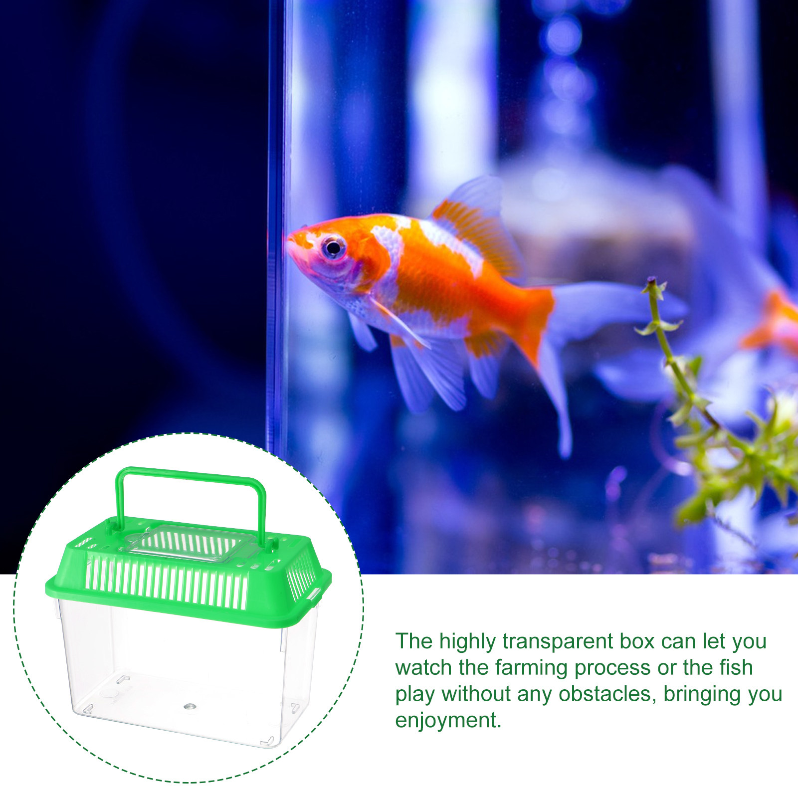Tragbares Mini-Aquarium aus Ku – Aquarium Fish Goldfish Bewertung und Preis