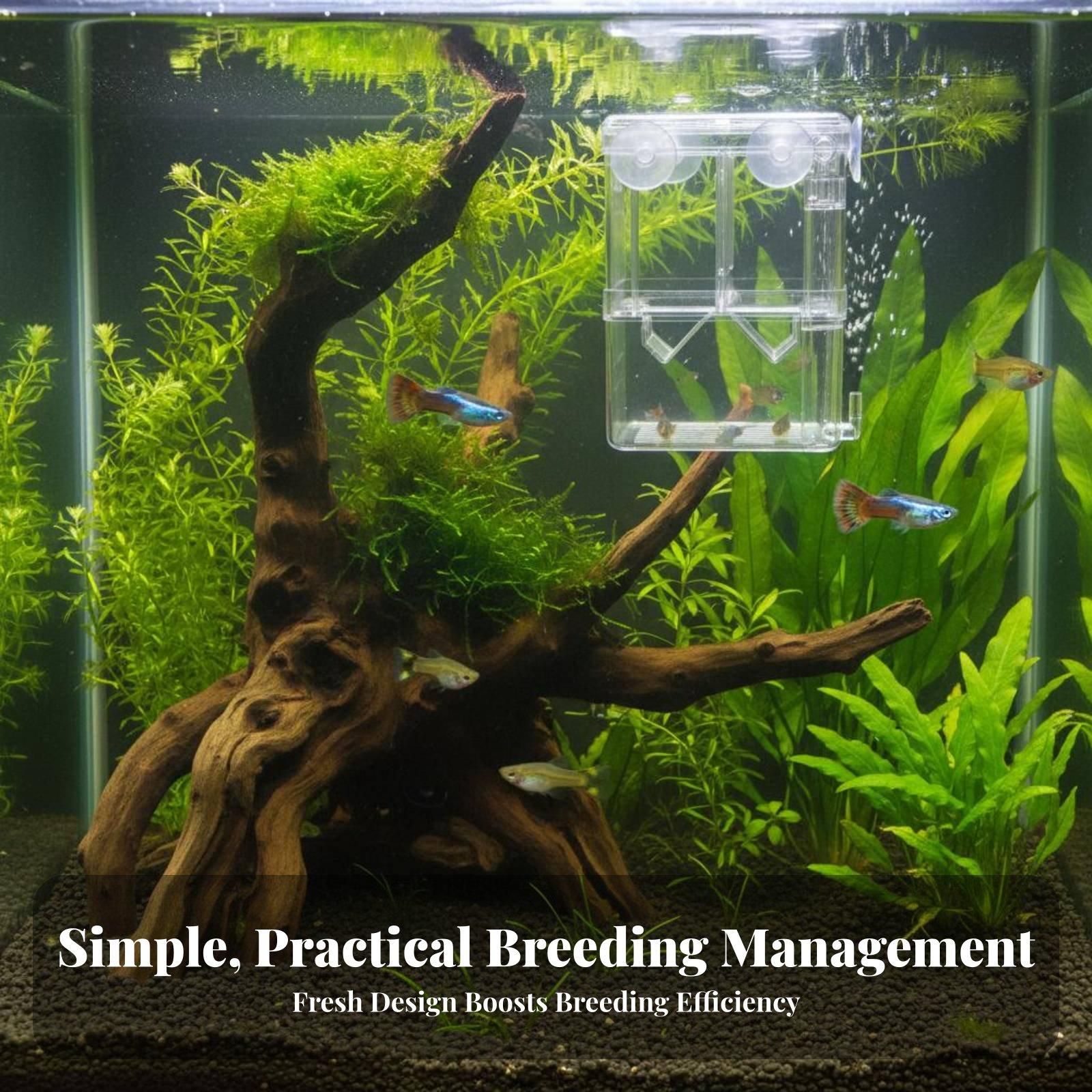 Doppelschichtiger Aquarium-Zuc – Aquarium Fish Usa Bewertung und Preis