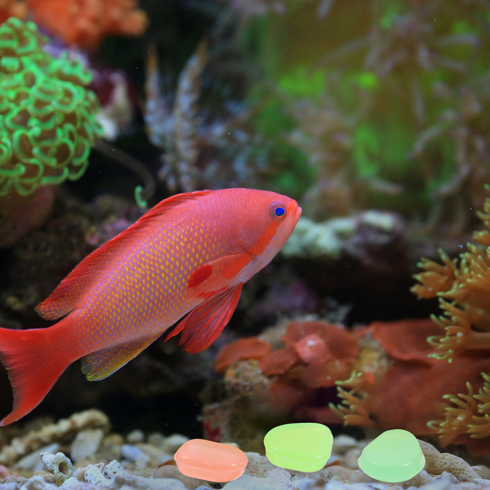 400 Stück im Dunkeln leuchtend – Aquarium Fish Glow In The Dark Bewertung und Preis