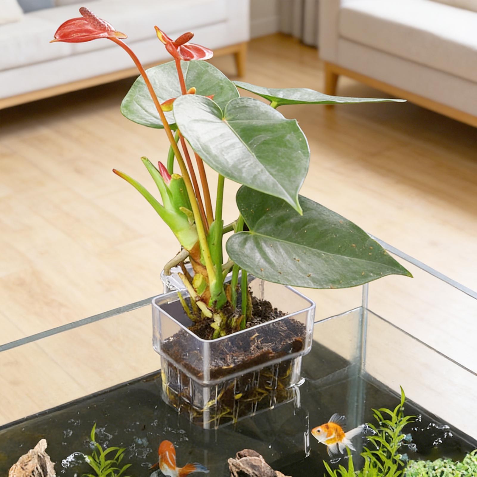 Transparenter Hängbarer Aquari – Aquarium Fish Pot Bewertung und Preis