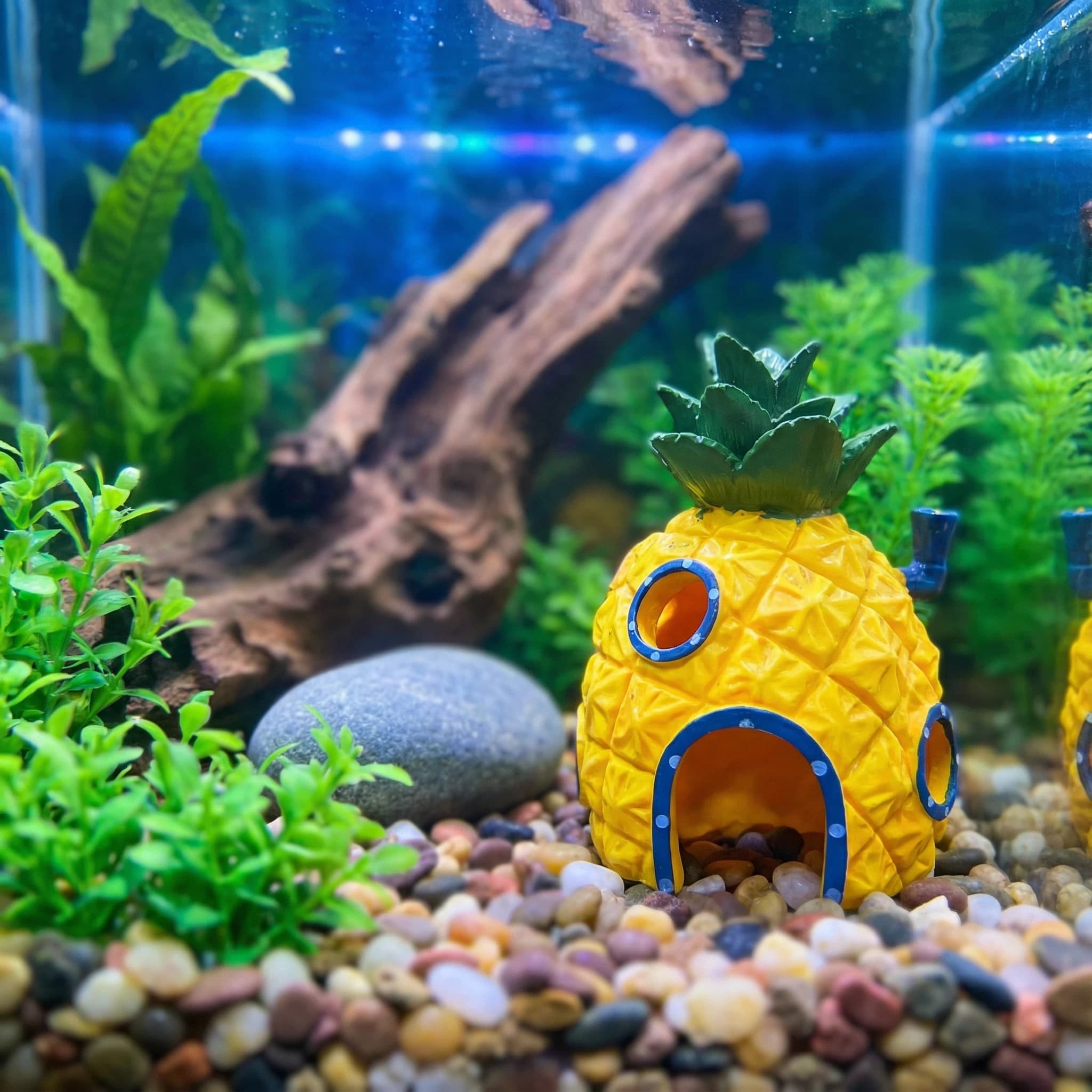 Ananas-Haus-Aquarium-Dekoratio – Aquarium Fish Cave Bewertung und Preis